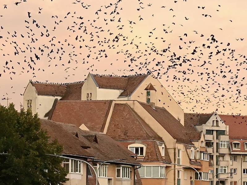 Am aflat de ce ciorile invadează parcurile din Sibiu. Un specialist vine cu explicații (video)