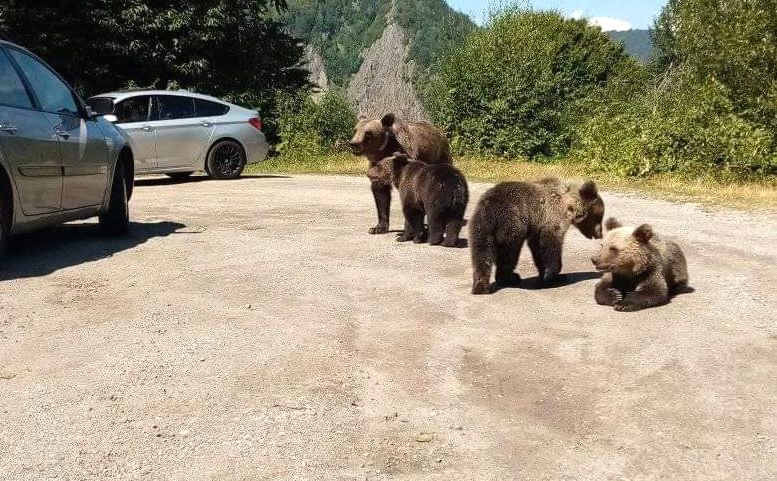 Primele măsuri împotriva celor care dau de mâncare urșilor de pe Transfăgărășan. Panouri cu mesaje de avertizare