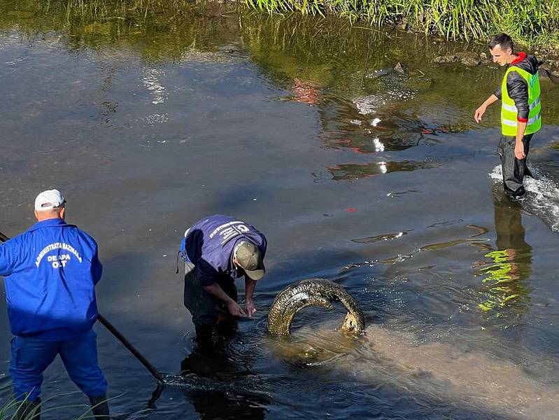 sute de cauciucuri scoase din râul cibin în sibiu (video)