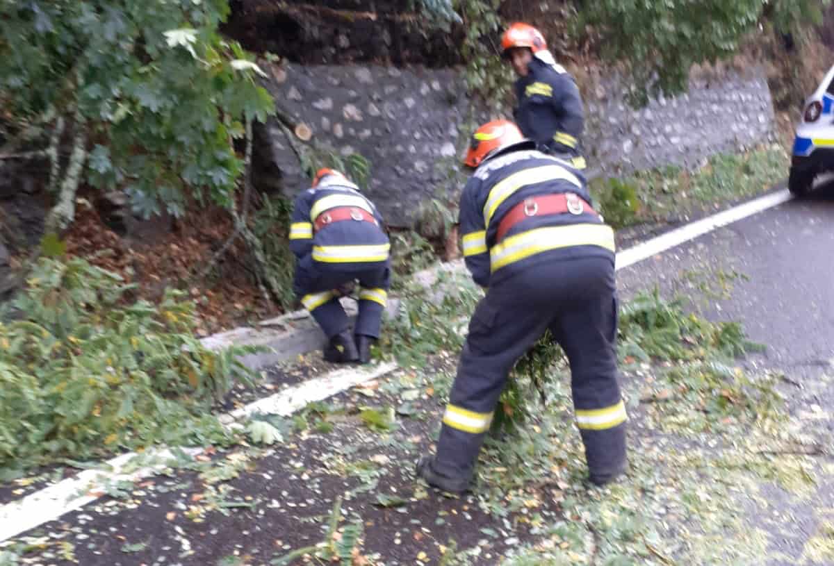 Trafic îngreunat pe DN7 la Călimănești din cauza unui copac căzut pe carosabil