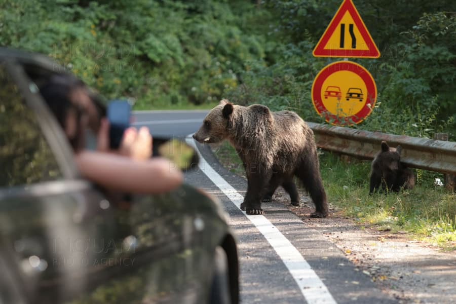 Turist supărat pe un pădurar că nu l-a lăsat să facă poză cu urșii pe Transfăgărășan