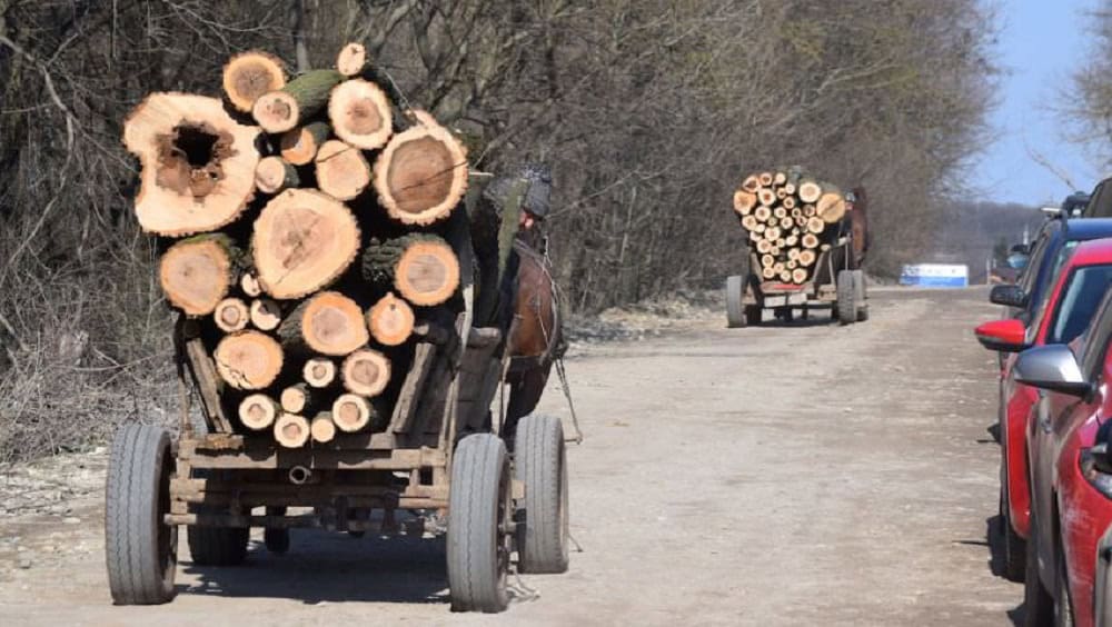 Câți metri cubi de pădure s-au tăiat ilegal în 2023 în județul Sibiu