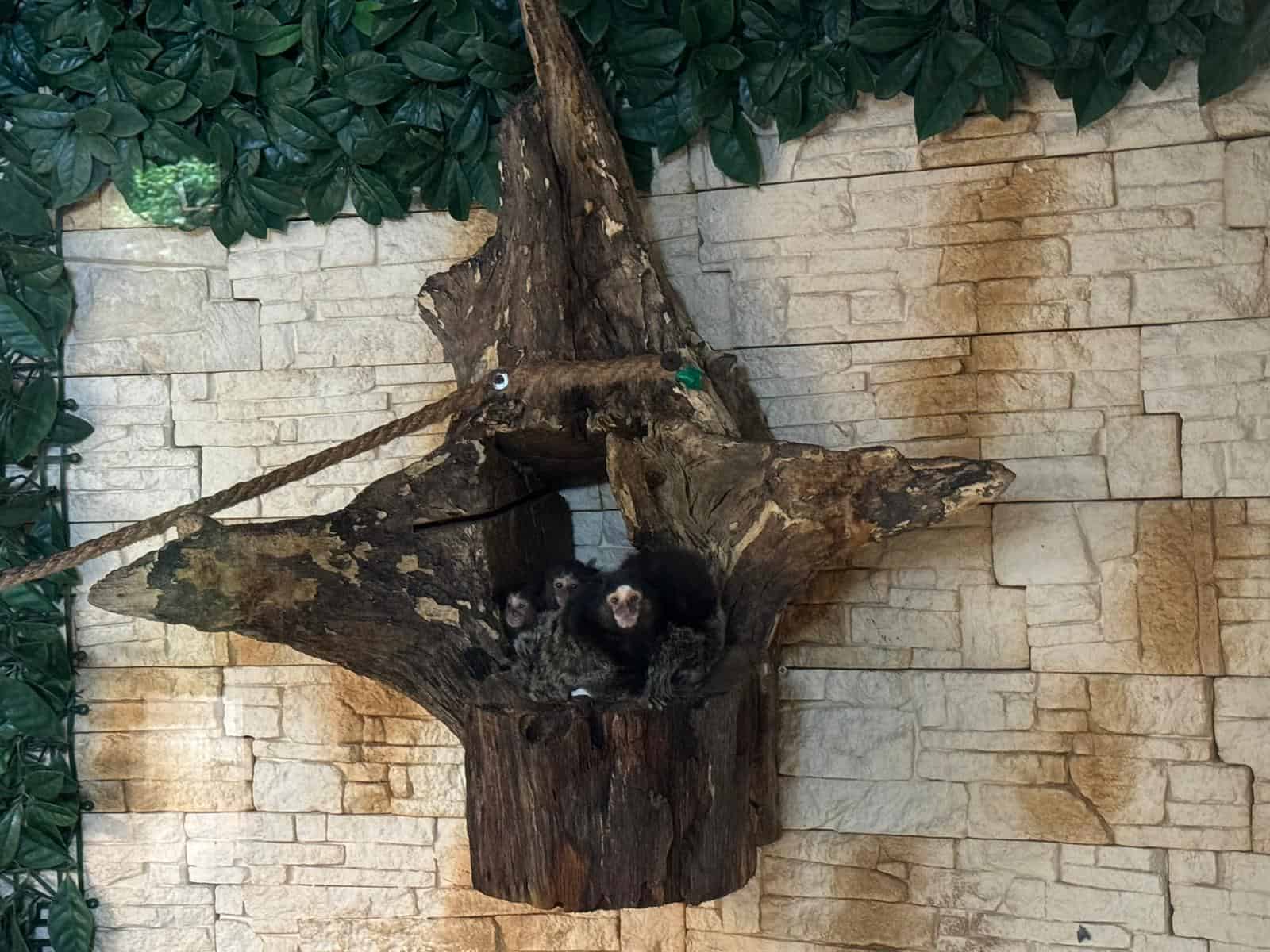 Pui de marmosetă și râs, noile atracții la Grădina Zoologică Sibiu