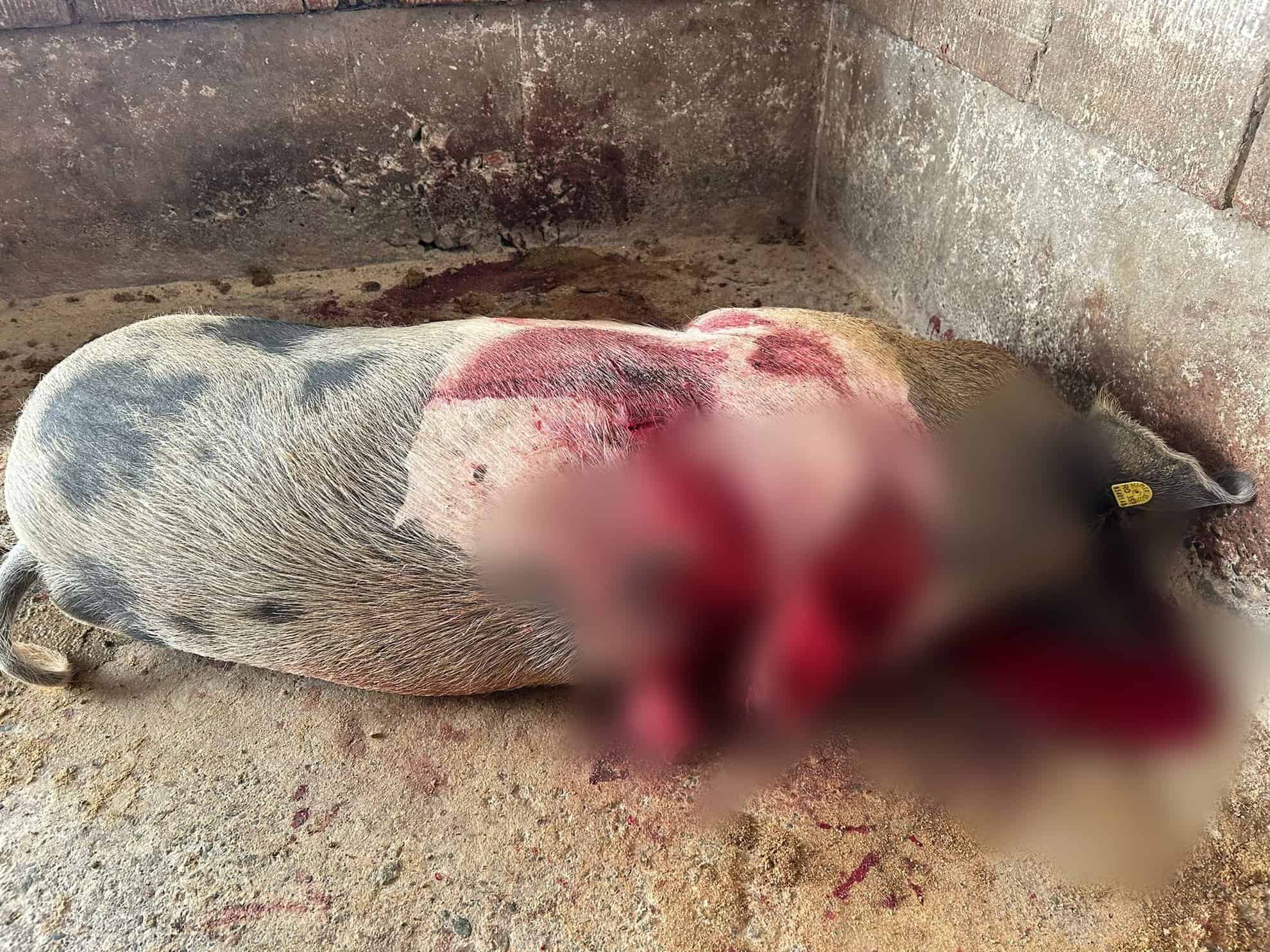 Porci uciși de un urs într-o gospodărie la Porumbacu de Sus: ”A rupt poarta, geamurile” (foto)