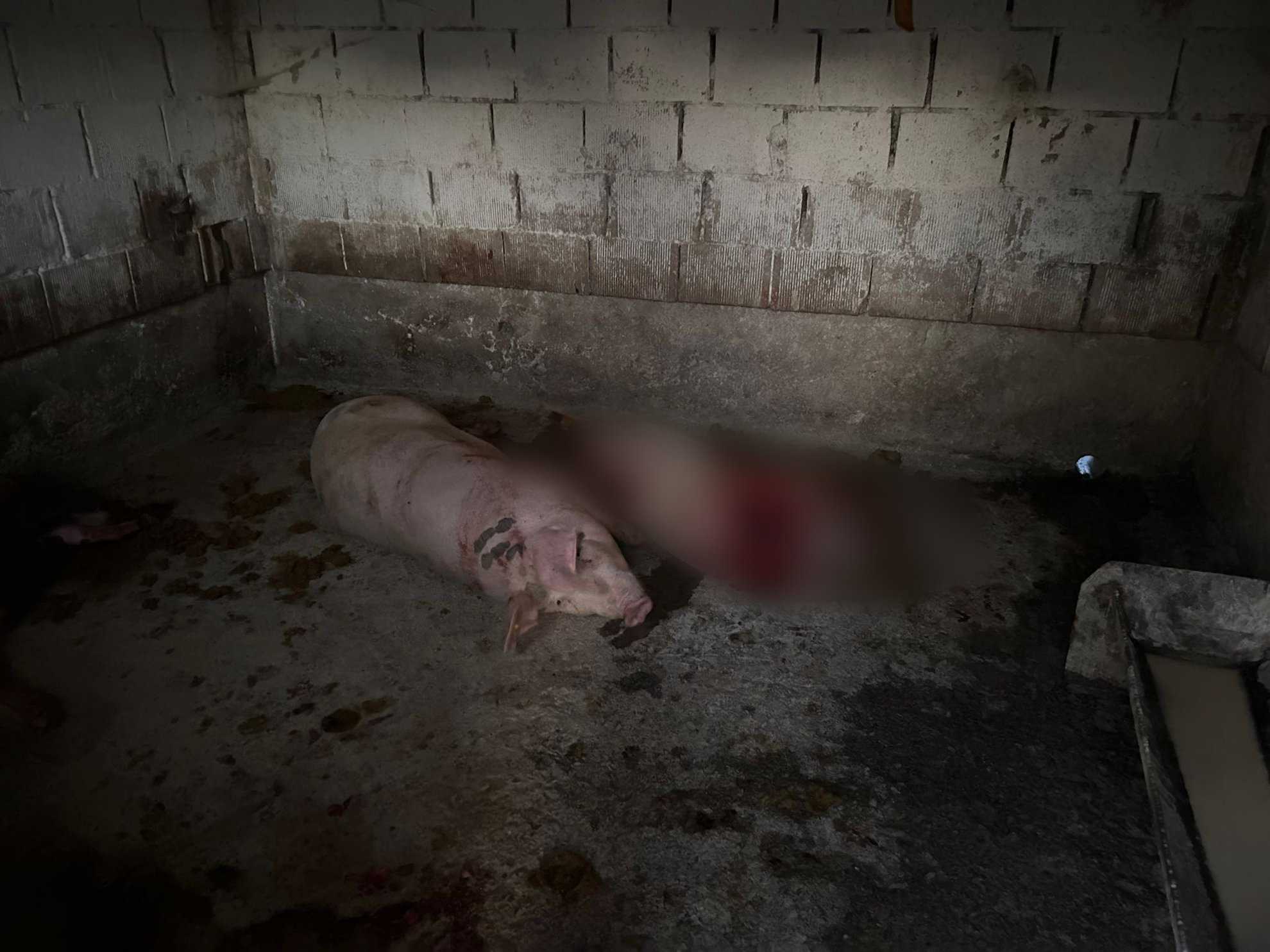 Porci uciși de un urs într-o gospodărie la Porumbacu de Sus: ”A rupt poarta, geamurile” (foto)