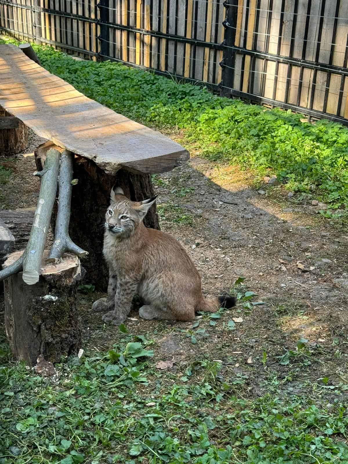 Pui de marmosetă și râs, noile atracții la Grădina Zoologică Sibiu