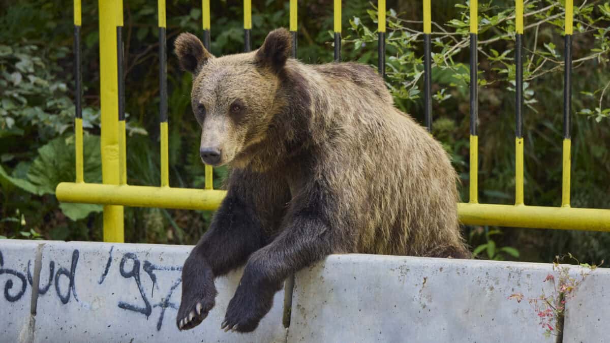 Băiat rănit de urs pe Transfăgărășan