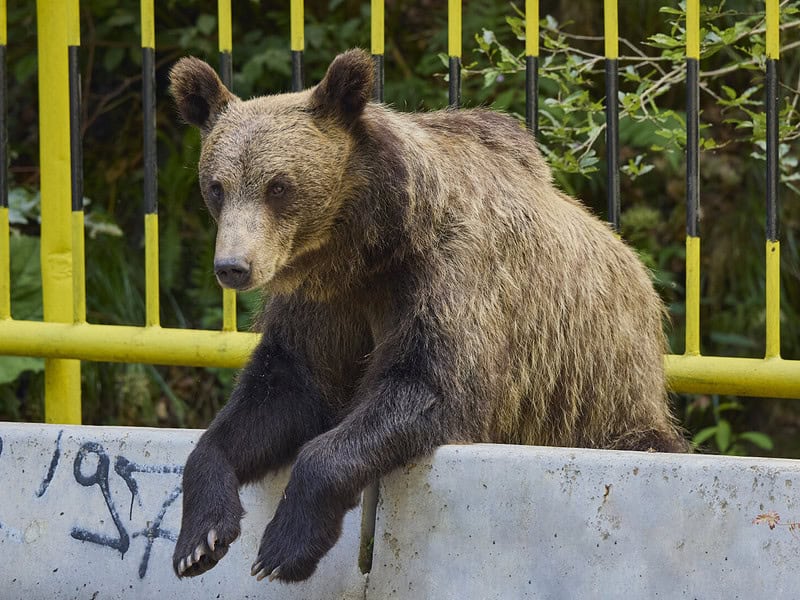 băiat rănit de urs pe transfăgărășan