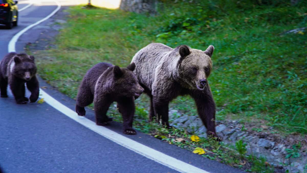 Problema urșilor care atacă gospodăriile din Sibiu, tranșată de prefect. “Trebuie luate măsuri extreme” (video)