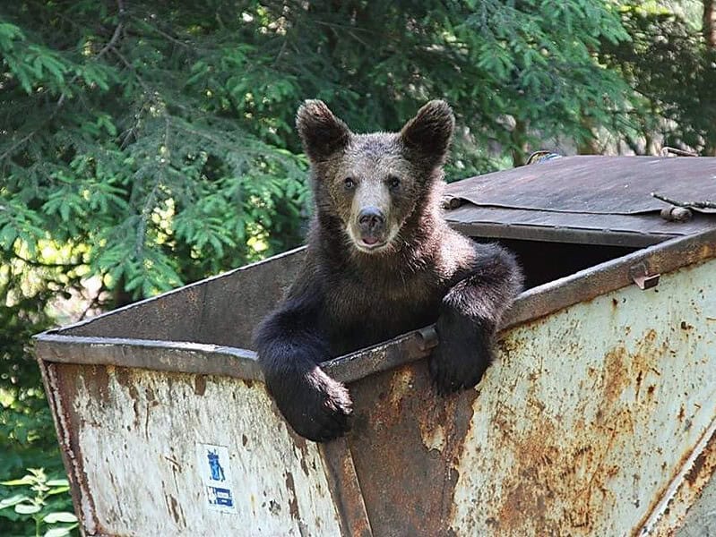 Cele trei soluții găsite de Jandarmerie pentru prevenirea incidentelor cu urși în judeţul Sibiu