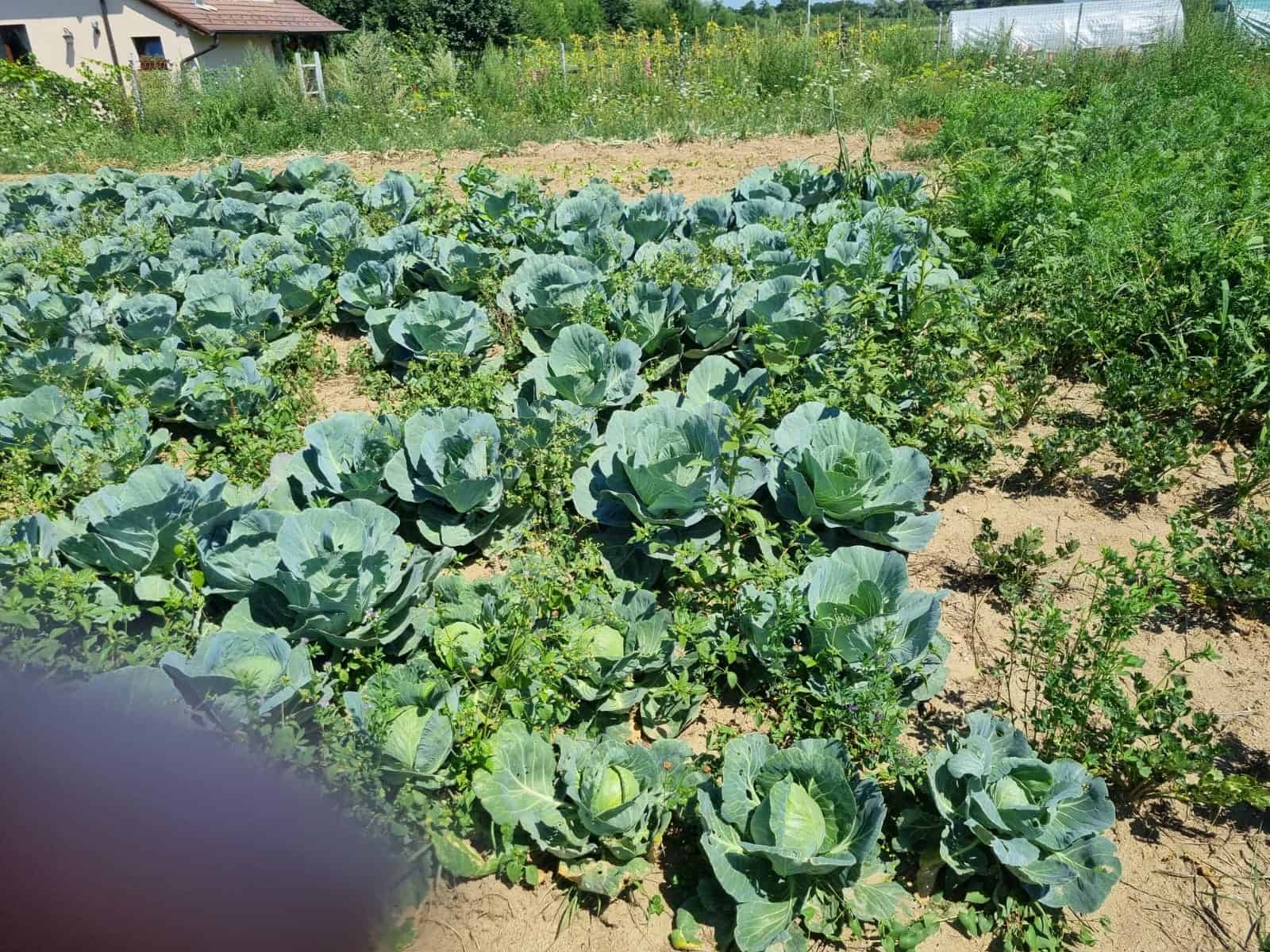 taraba la care găsești legume “made în rășinari” la sibiu. ana blezu le cultivă doar cu îngrășăminte organice (foto)