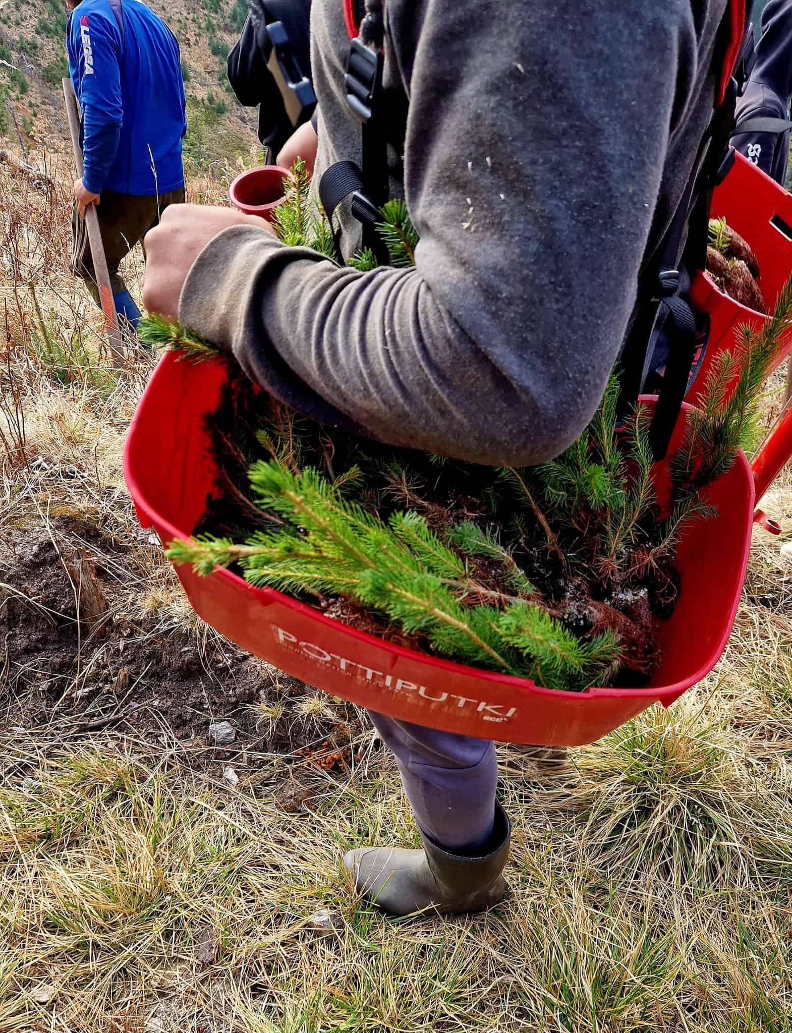 reîmpădurire de amploare în județul sibiu. zeci de mii de puieți plantați printr-o nouă metodă (foto)