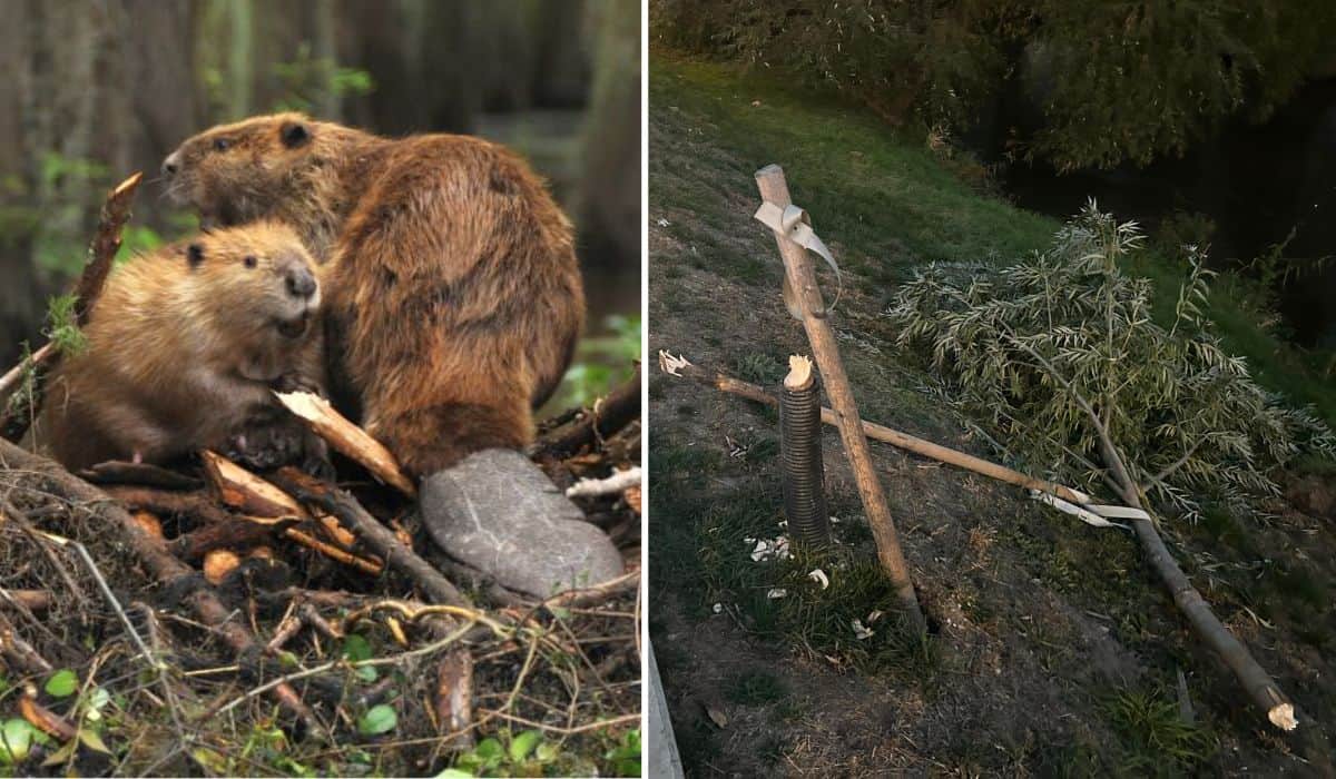 castorii retează sălciile de pe malul cibinului. soluția găsită de primărie nu dă roade (foto)