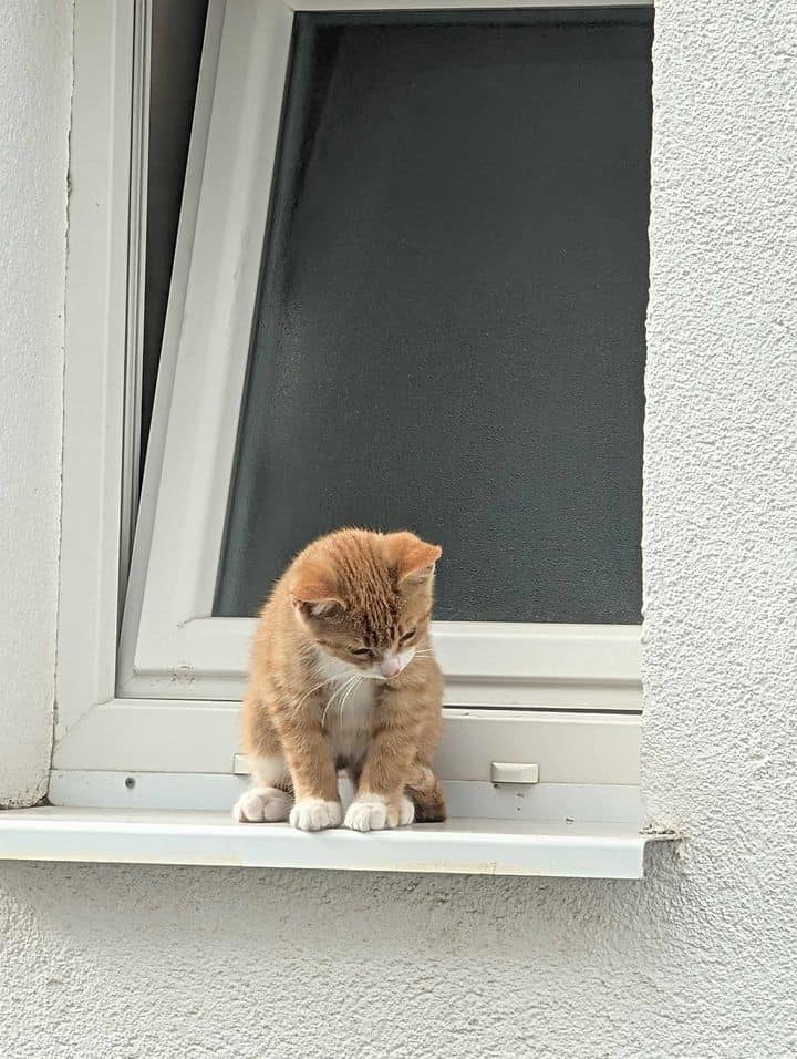 pui de pisică salvat de pompieri de pe pervazul unui bloc din cartierul arhitecților (foto)