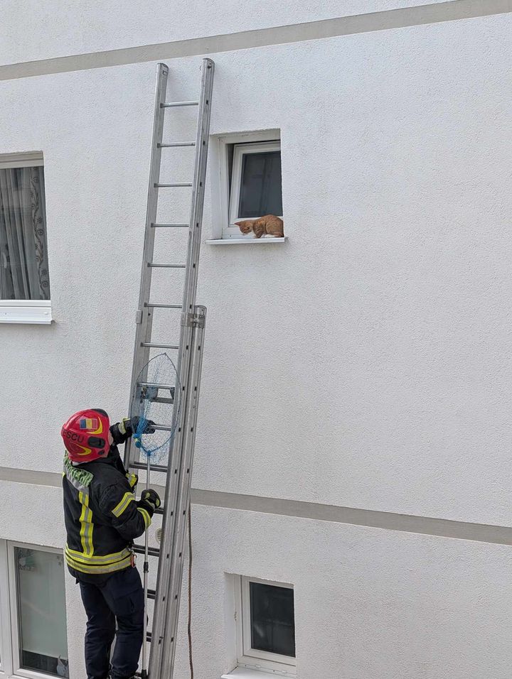 pui de pisică salvat de pompieri de pe pervazul unui bloc din cartierul arhitecților (foto)