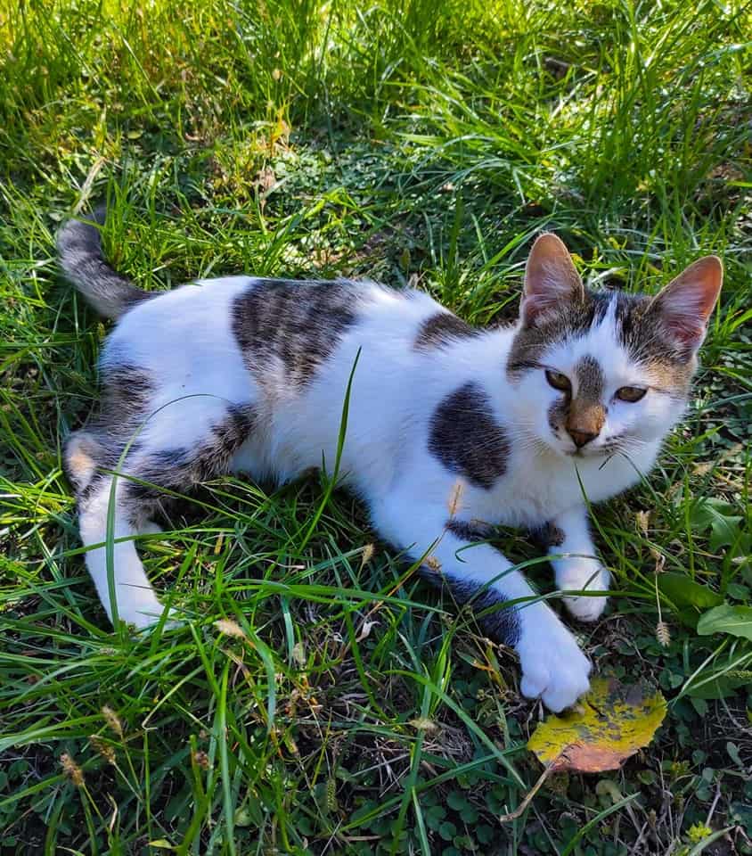 ziua adopției pisicilor la sibiu: câteva și-au găsit stăpâni (foto)