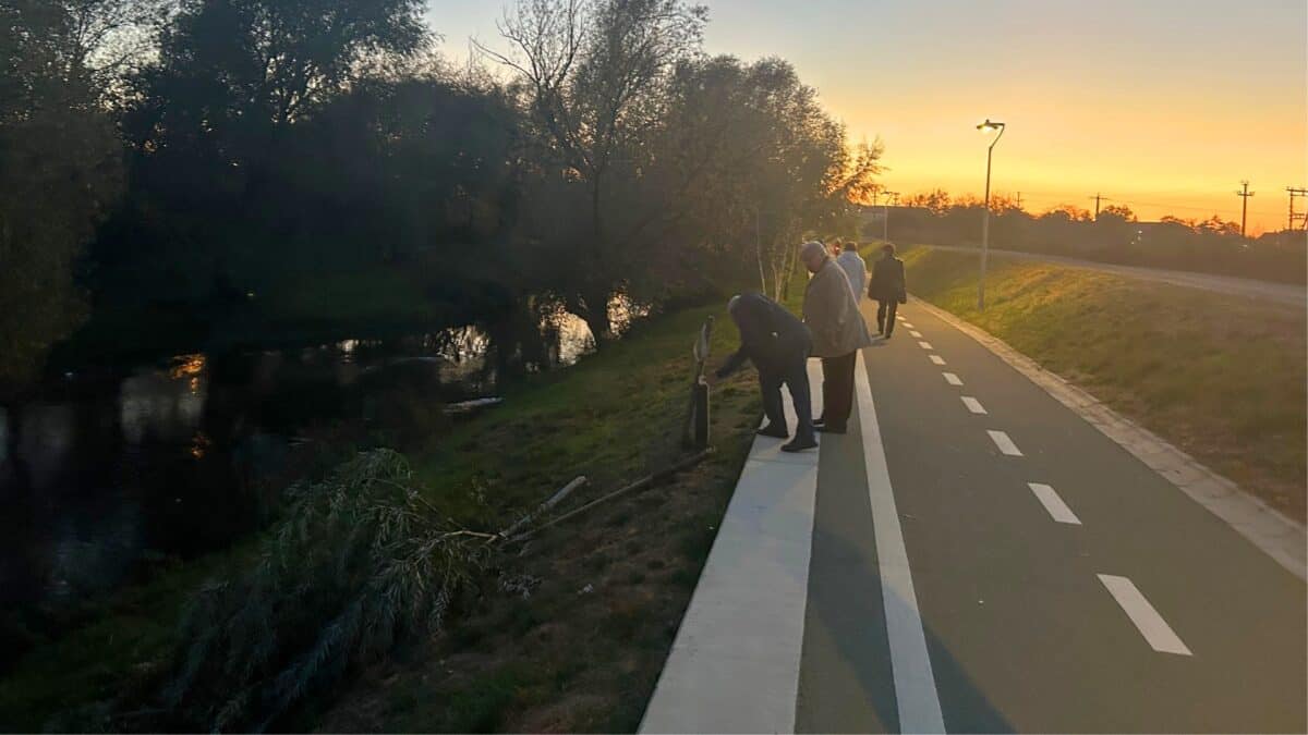 act de vandalism pe malul râului cibin. salcie de lângă pista de biciclete, tăiată cu toporul (foto)