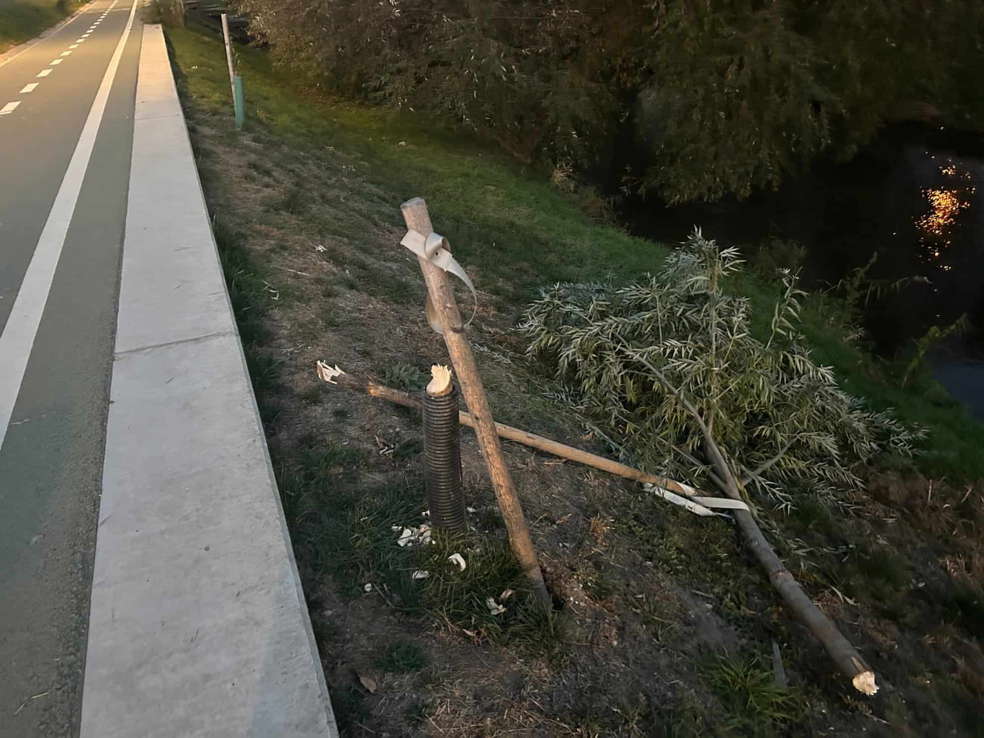 act de vandalism pe malul râului cibin. salcie de lângă pista de biciclete, tăiată cu toporul (foto)