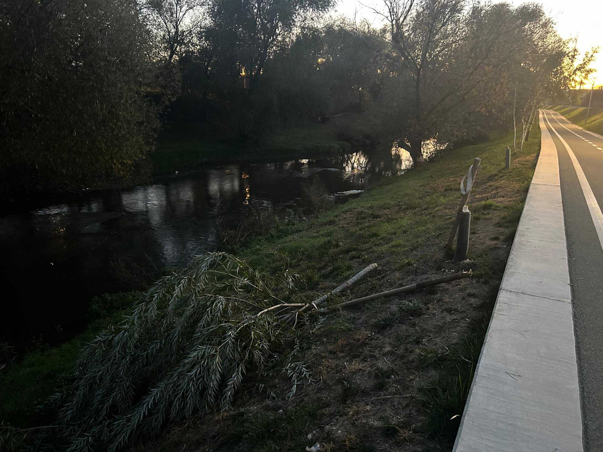 act de vandalism pe malul râului cibin. salcie de lângă pista de biciclete, tăiată cu toporul (foto)