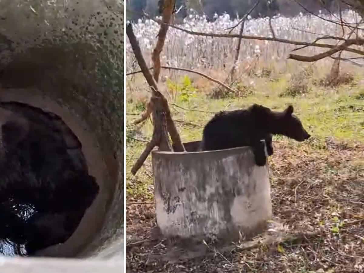 pui de urs salvat dintr-un canal la moșna. „l-am ajutat să iasă cu un lemn” (video)