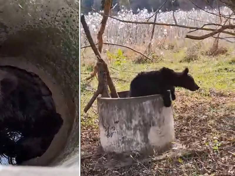 pui de urs salvat dintr-un canal la moșna. „l-am ajutat să iasă cu un lemn” (video)