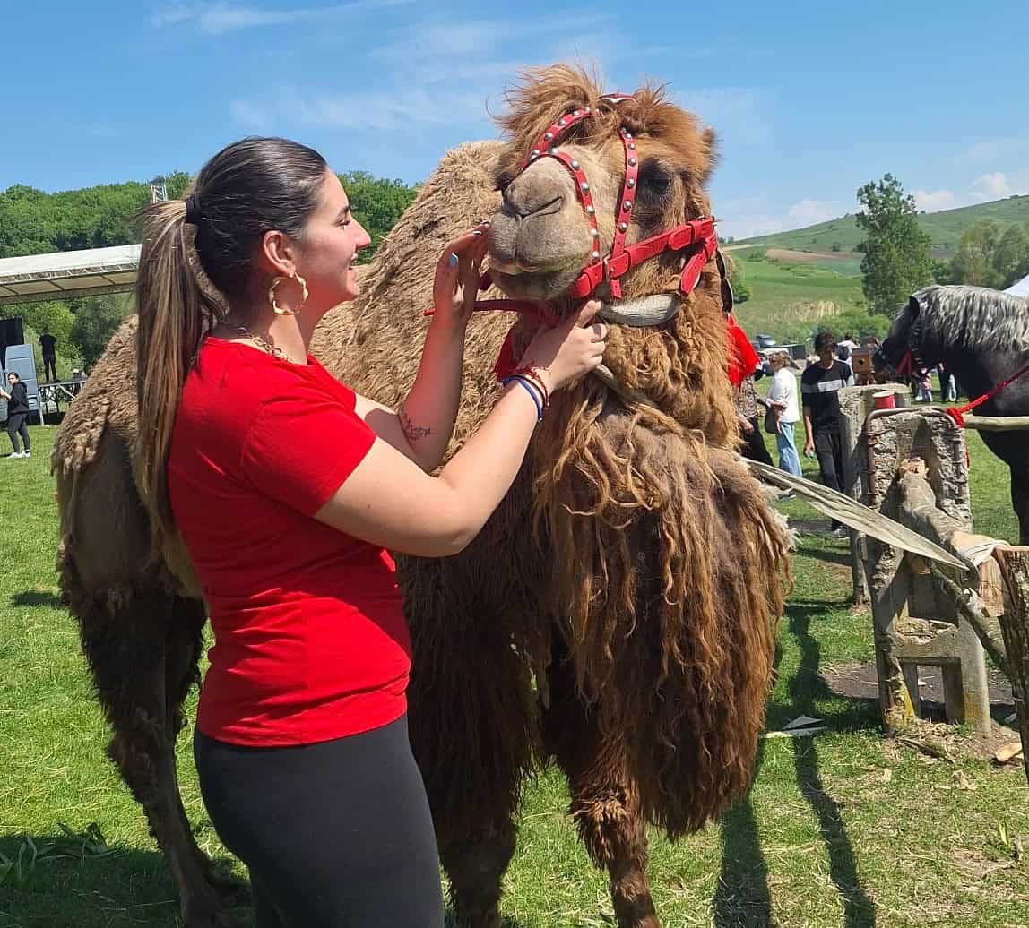 cămilă vedetă într-o comună din sibiu. mișu aparține primarului și face furori în sat (video foto)