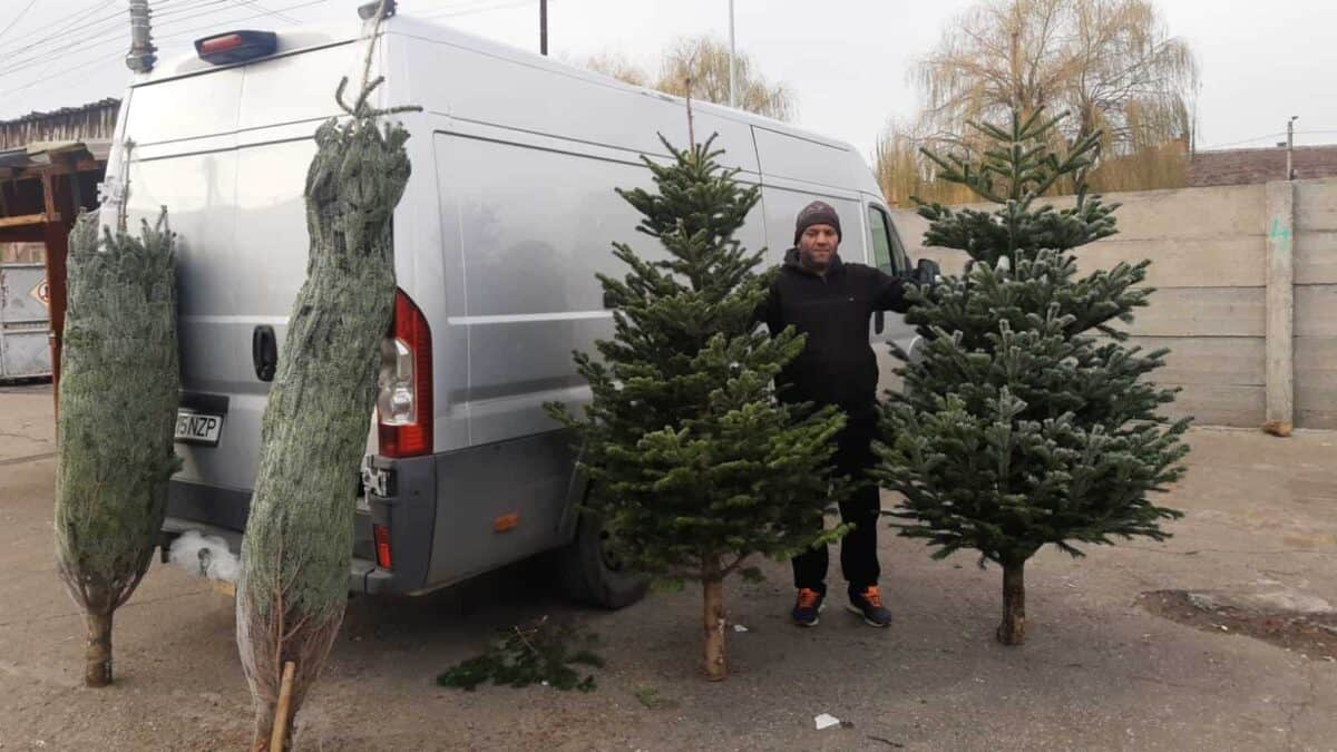 se apropie sărbătorile. cât o să coste un brad de crăciun în această iarnă