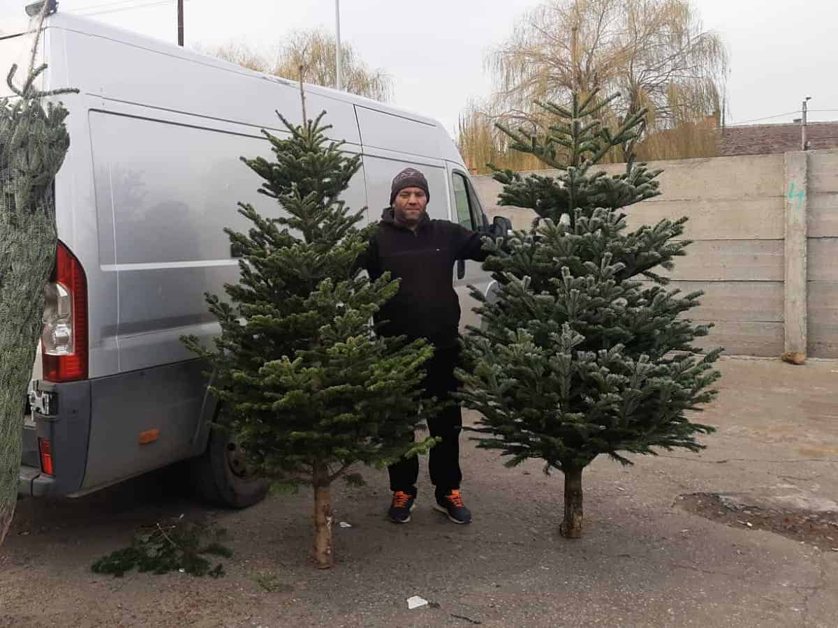 se apropie sărbătorile. cât o să coste un brad de crăciun în această iarnă