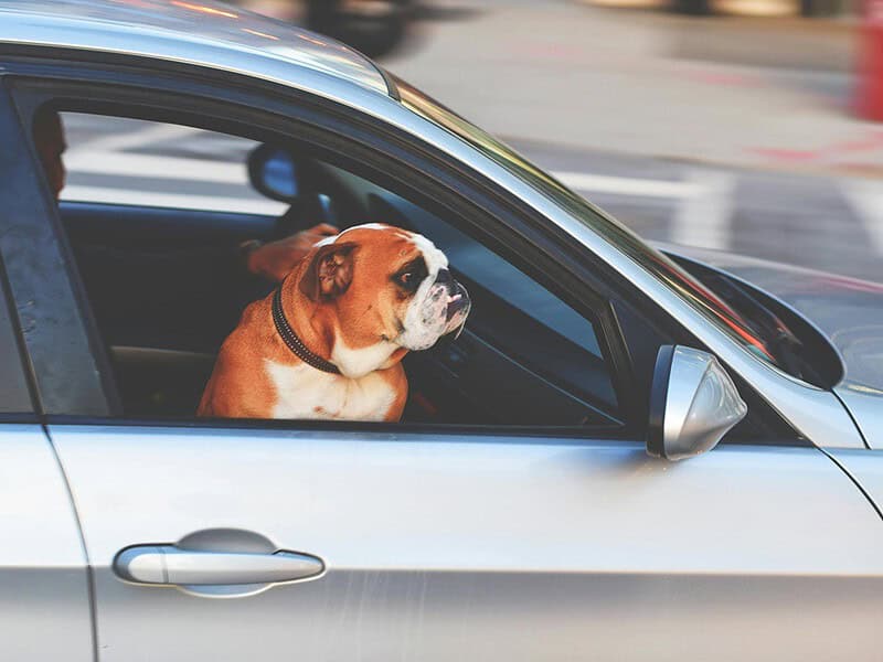 atenție dacă mergeți cu câinele în mașină pe autostradă. puteți să luați amendă