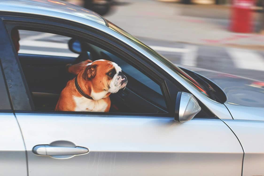 atenție dacă mergeți cu câinele în mașină pe autostradă. puteți să luați amendă