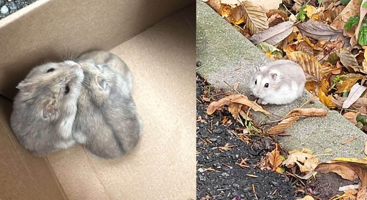 cinci hamsteri abandonați în valea aurie caută familii iubitoare