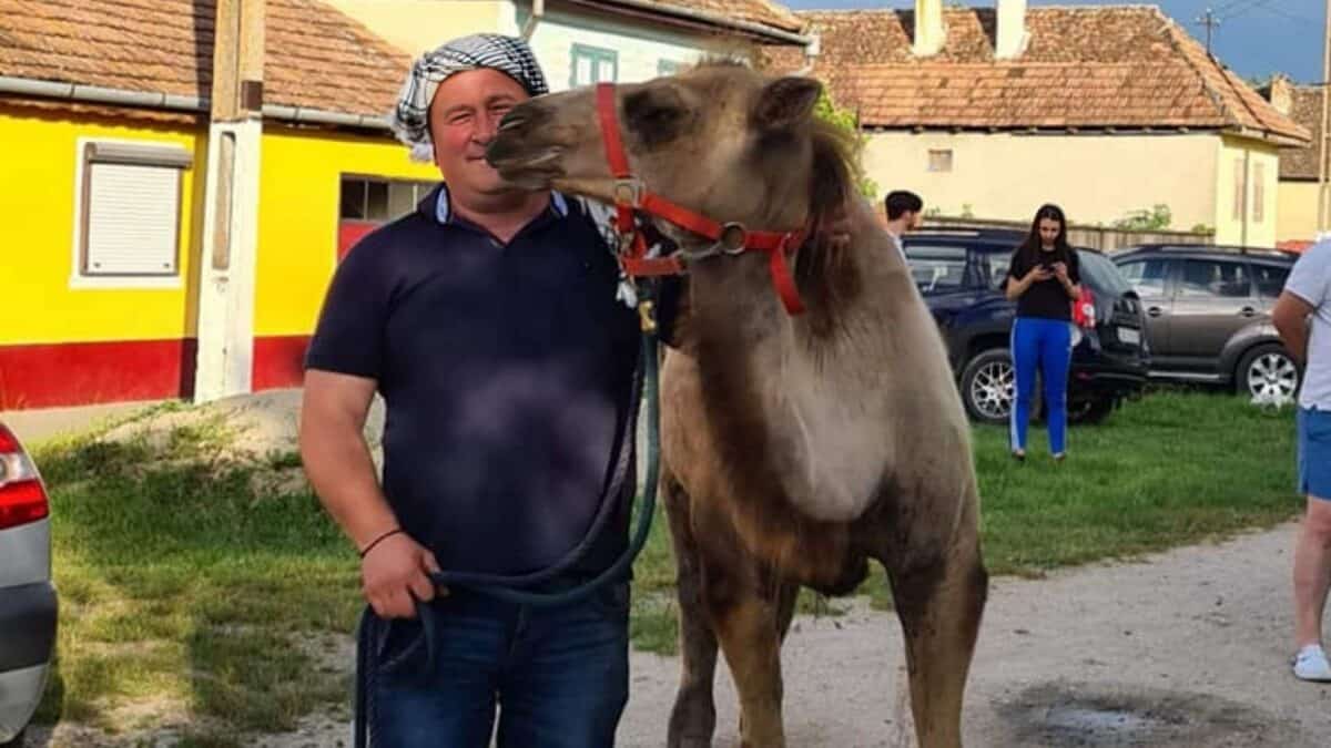 cămilă vedetă într-o comună din sibiu. mișu aparține primarului și face furori în sat (video foto)