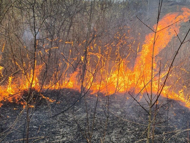 câmp în flăcări la mohu. incendiul s-a întins pe 4 hectare