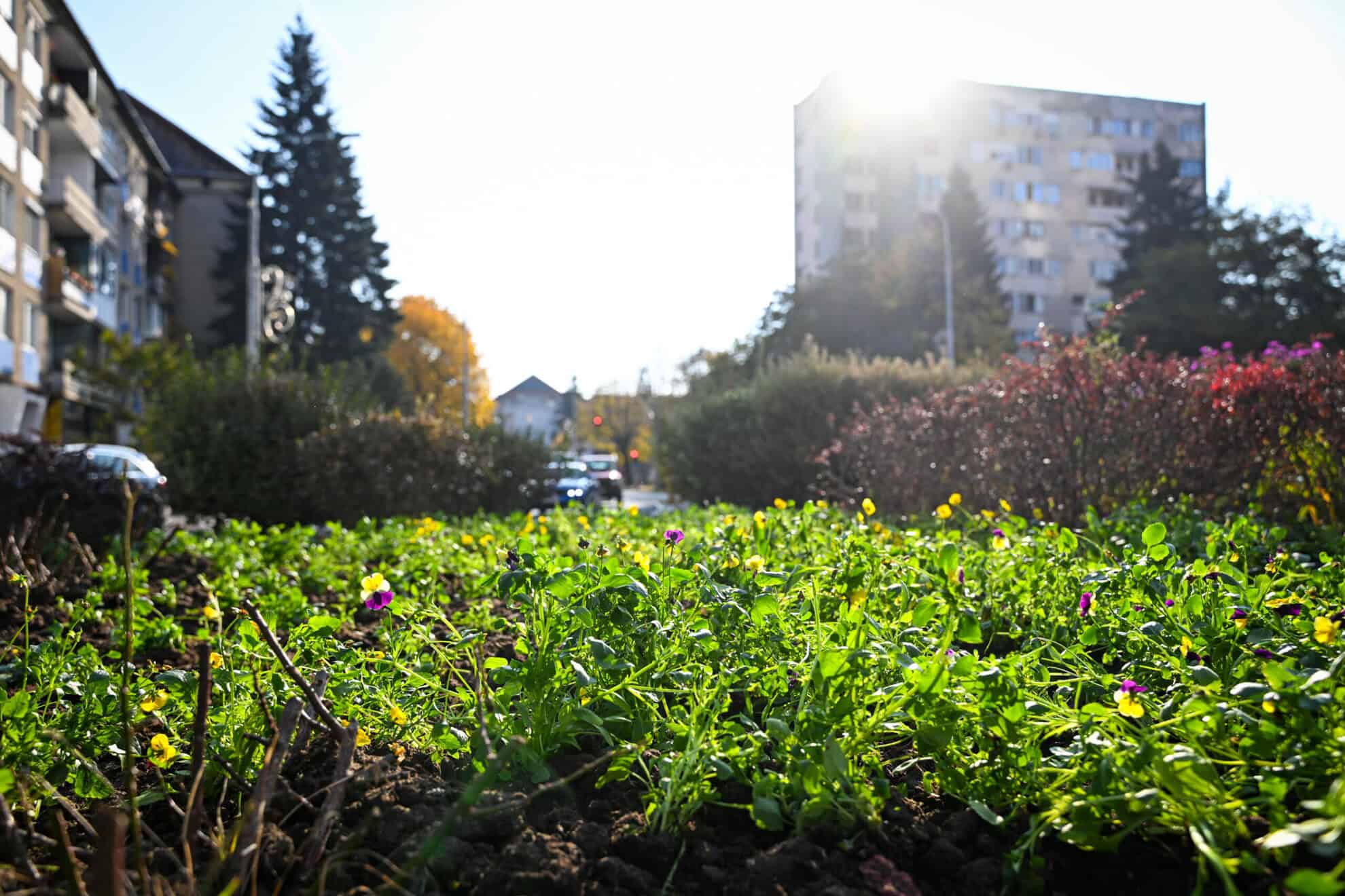 sute de arbori și arbuști și aproape 60.000 de flori vor fi plantate în această toamnă în tot sibiul (foto)