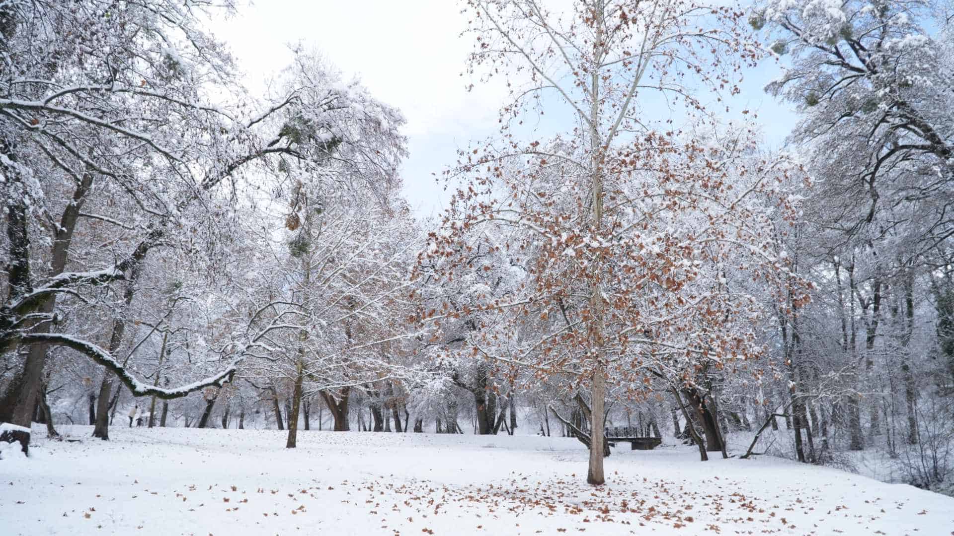 Imagini de basm din Parcul Sub Arini, acoperit de zăpadă. Copiii au mers la derdeluș