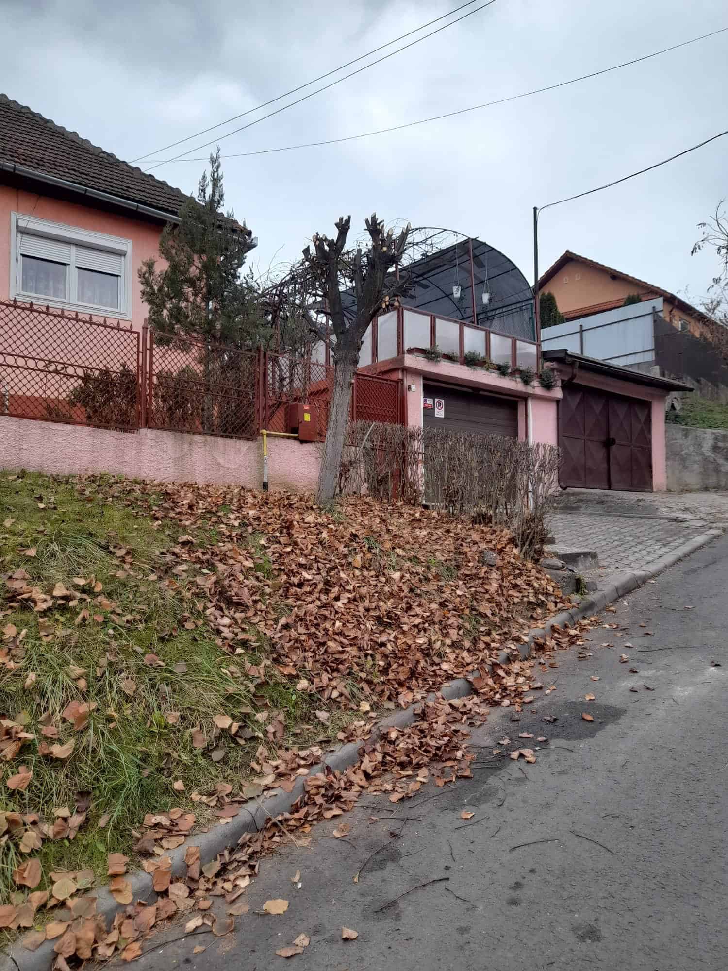 campanie de toaletare a arborilor situați pe domeniul public la mediaș (video)