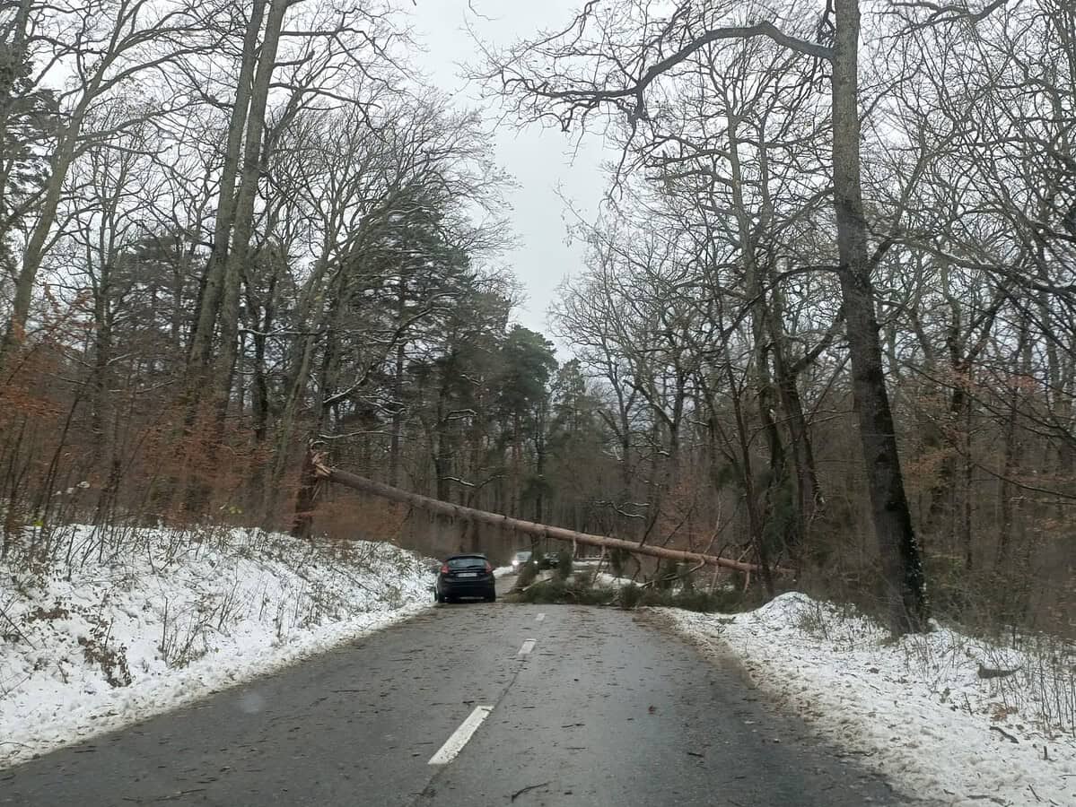 Trafic blocat la intrare în Păltiniș din cauza viscolului. Copac căzut între Sibiu și Cisnădioara