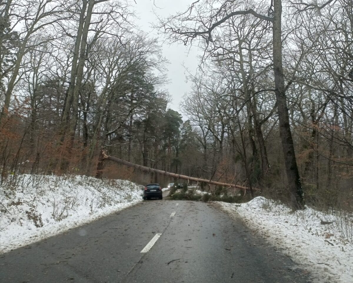 trafic blocat la intrare în păltiniș din cauza viscolului. copac căzut între sibiu și cisnădioara