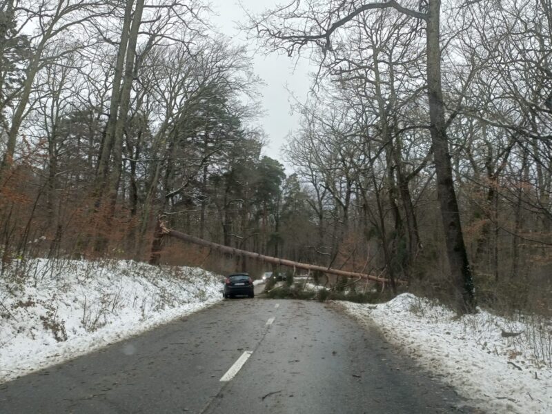 trafic blocat la intrare în păltiniș din cauza viscolului. copac căzut între sibiu și cisnădioara