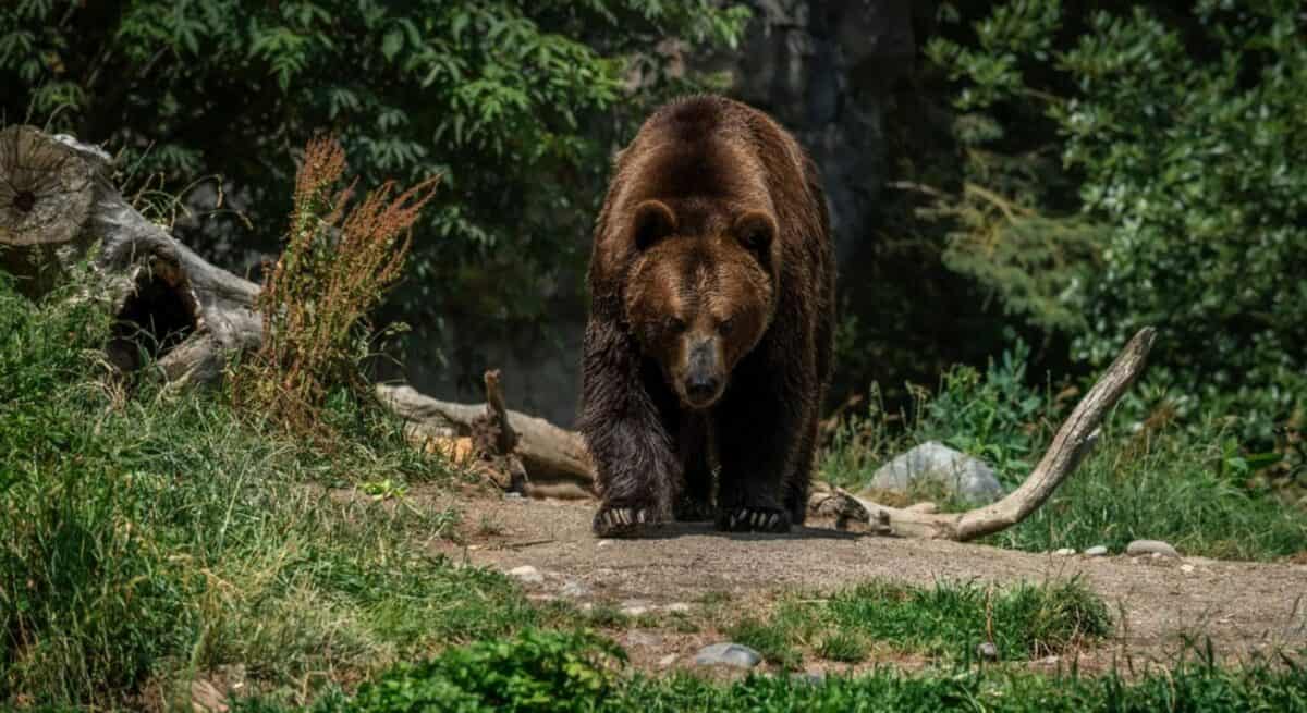 urs imens văzut la intrarea în sibiu. a traversat drumul prin fața mașinilor