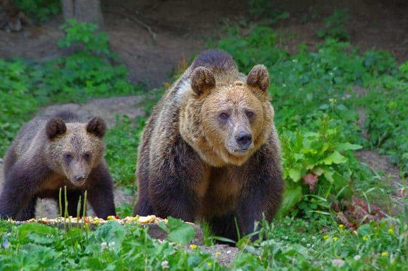 urs imens văzut la intrarea în sibiu. a traversat drumul prin fața mașinilor