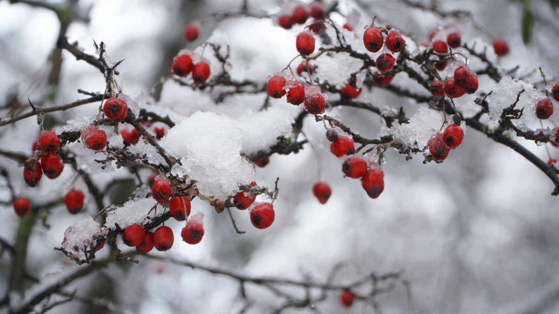 Imagini de basm din Parcul Sub Arini, acoperit de zăpadă. Copiii au mers la derdeluș