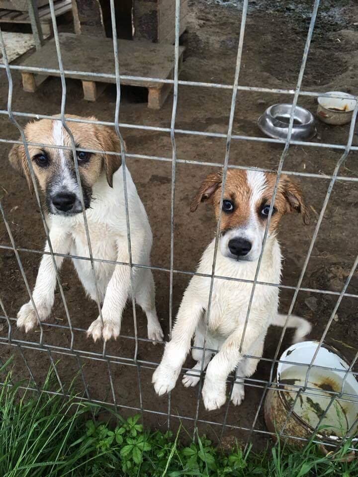 Încasările din vânzarea de brăduți de lemn la Târgul de iarnă din Cisnadioara, donate pentru animalele abandonate