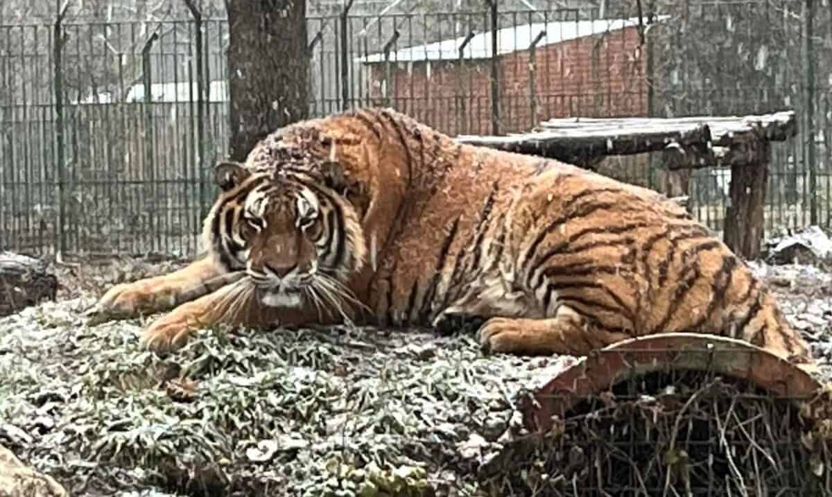 Angajat ucis de un tigru la Zoo Pitești. Nu a mai putut fi salvat (video)