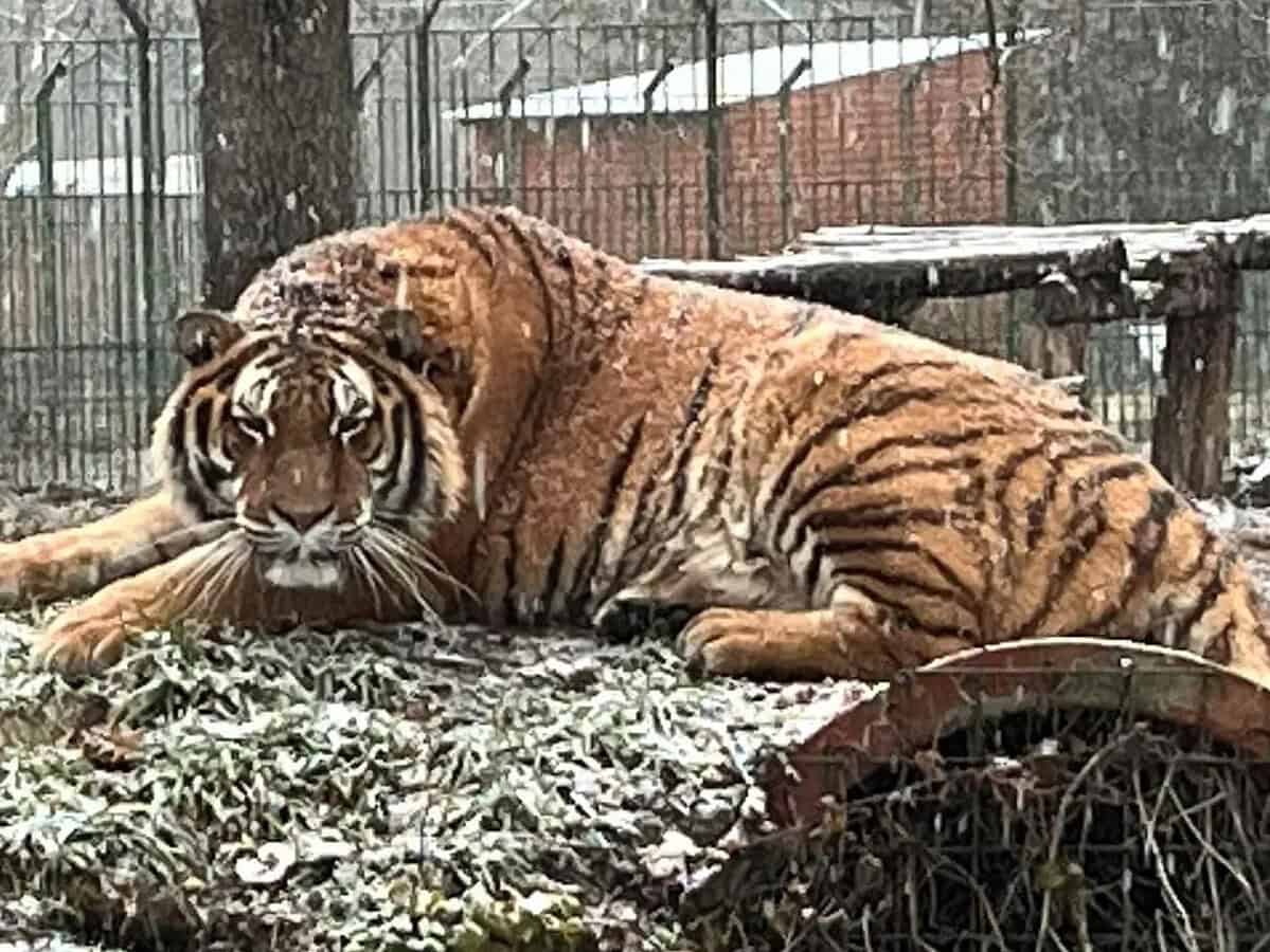 Angajat ucis de un tigru la Zoo Pitești. Nu a mai putut fi salvat (video)