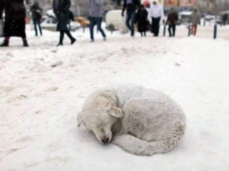 Încasările din vânzarea de brăduți de lemn la Târgul de iarnă din Cisnadioara, donate pentru animalele abandonate