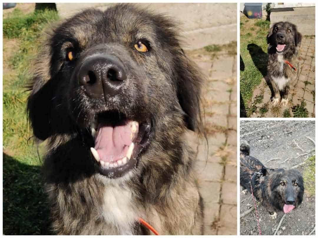 ,,Veteranii” adăpostului de animale din Sibiu. Gina, Lilou și Keano așteaptă de 3 ani să fie adoptați (video foto)