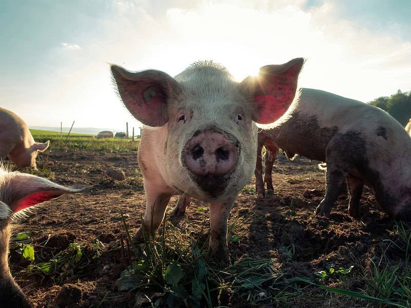 Cât costă carnea de porc pentru Crăciun în Sibiu. Crescător: „Avem prețurile ca anul trecut, dar cererea e mică”