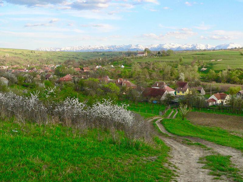 O sibiancă împădurește un teren din Fofeldea cu bani europeni