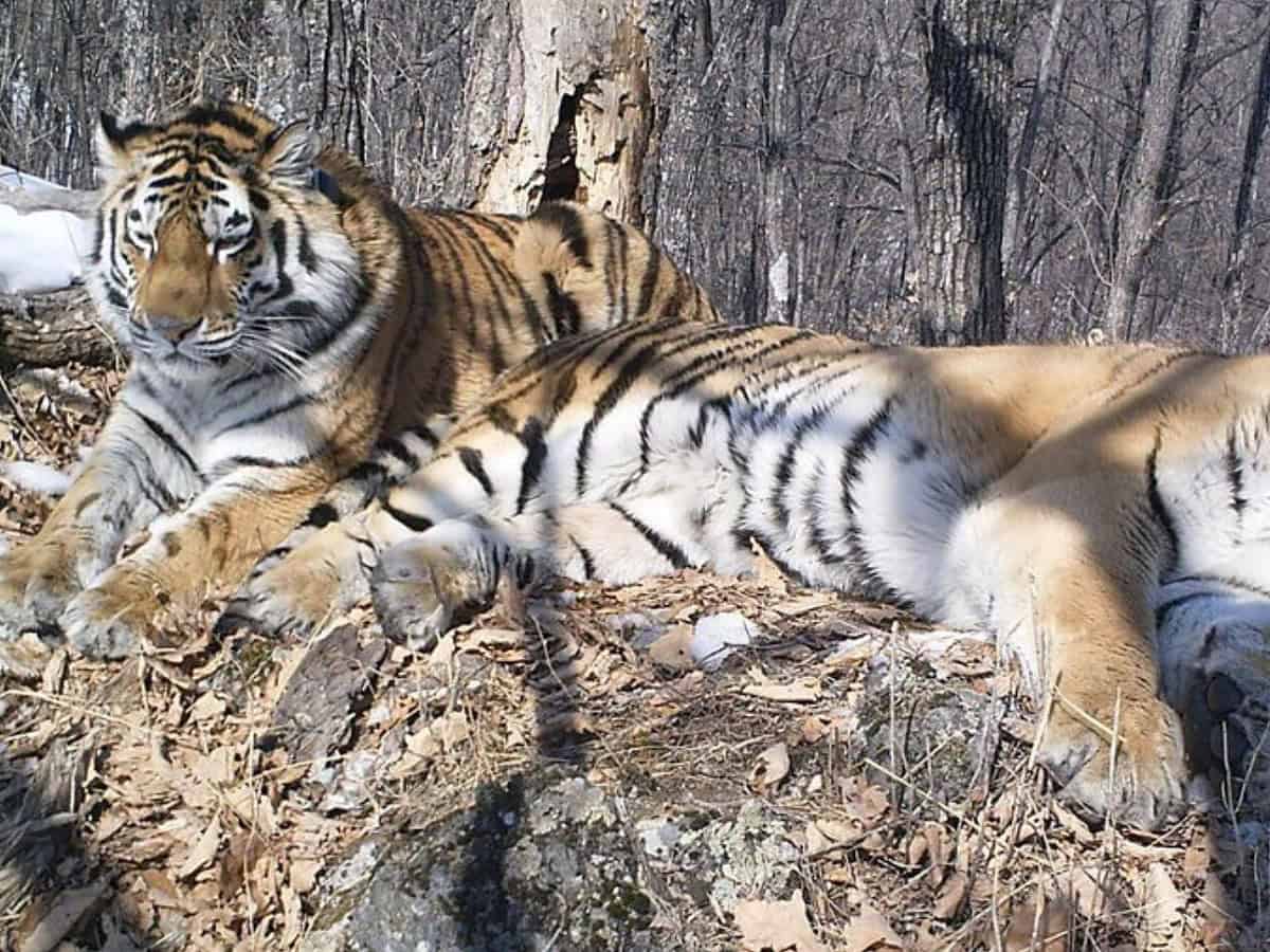 Un tigru Amur din Siberia a mers 200 de kilometri pentru a-și regăsi partenera